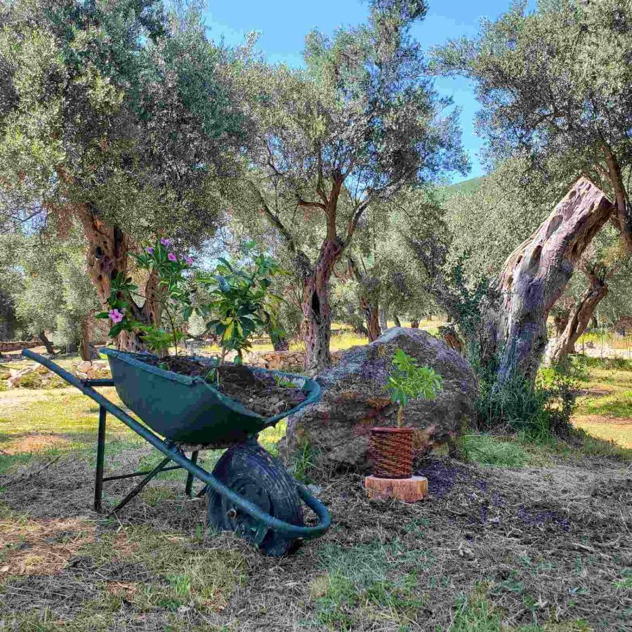 Coratina Cottage Ulcinj Bagian luar foto